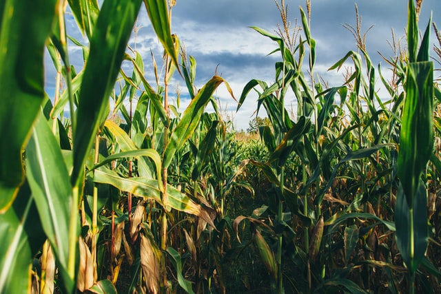 Corn to Burn