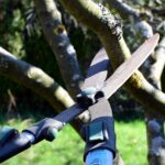 Tree Pruning