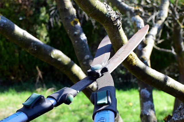 How Proper Tree Pruning Can Revitalize Your Landscape